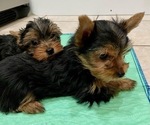 Small #1 Yorkshire Terrier