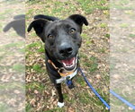 Small #8 Labrador Retriever Mix