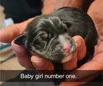 Puppy Puppy 1 PINK Rottweiler-American Pit Bull Terrier