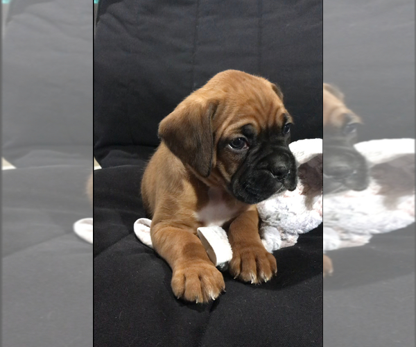 Medium Photo #1 Boxer Puppy For Sale in APPLE CREEK, OH, USA