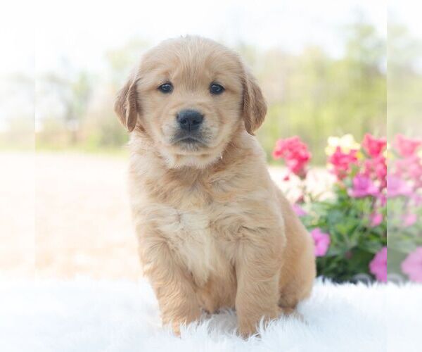 Medium Photo #1 Golden Retriever Puppy For Sale in NEWPORT, PA, USA