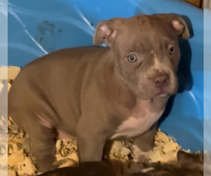 American Bully Puppy for sale in WALLINGFORD, CT, USA