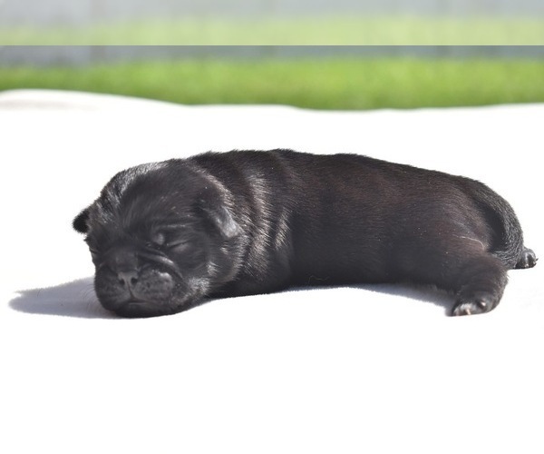 Medium Photo #4 Pug Puppy For Sale in PALM COAST, FL, USA