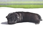 Small #3 Pug