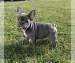 Small Photo #3 French Bulldog Puppy For Sale in BRIDGEWATER, NJ, USA