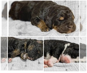 Bernedoodle Puppy for sale in MONDOVI, WI, USA