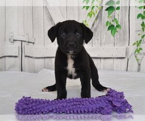 Texas Heeler-Unknown Mix Dogs for adoption in Oroville, CA, USA
