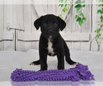 GRACE - Female Texas Heeler-Unknown Mix Dog for Adoption - Small photo