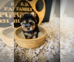 Small #3 Yorkshire Terrier