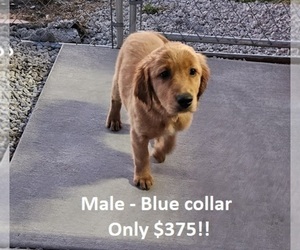 Golden Retriever Puppy for sale in MORRILL, KS, USA