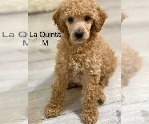 Poodle (Standard) Dogs for adoption in Studio City, CA, USA