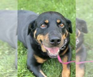 Mabel - Female Rottweiler Dog for Adoption - Photo #2