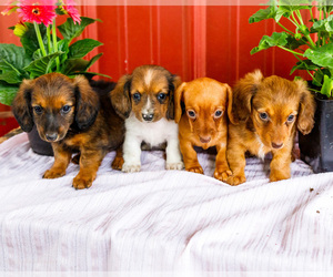 Dachshund Puppy for sale in WAKARUSA, IN, USA