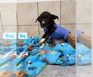 Mutt Dogs for adoption in Sterling, MA, USA