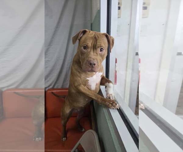 Medium Photo #2 Mutt Puppy For Sale in Martinsburg, WV, USA