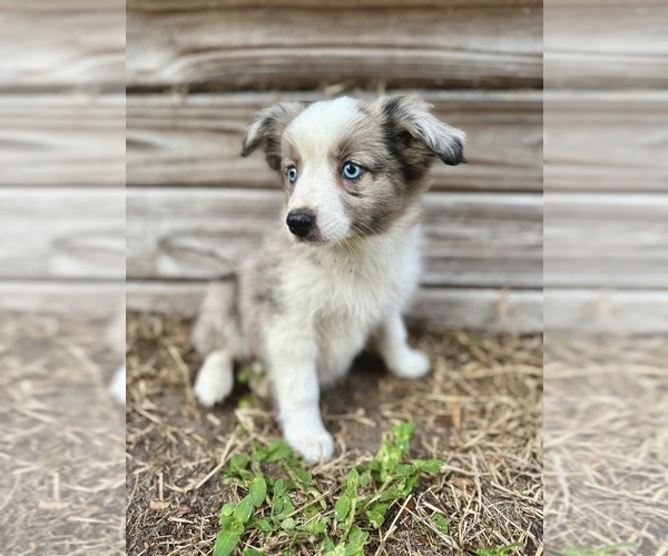 Medium Photo #1 Miniature Australian Shepherd Puppy For Sale in ORLANDO, FL, USA