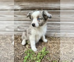 Small Miniature Australian Shepherd