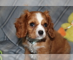 Image preview for Ad Listing. Nickname: Oliver