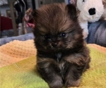 Small Photo #10 Pomeranian Puppy For Sale in MENIFEE, CA, USA