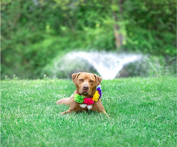 Medium Photo #12 Mutt Puppy For Sale in Unionville, PA, USA