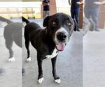 Small #1 Labrador Retriever Mix
