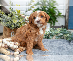 Small Photo #6 Goldendoodle (Miniature) Puppy For Sale in SHIPSHEWANA, IN, USA