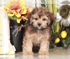 ShihPoo Puppy for sale in MOUNT VERNON, OH, USA