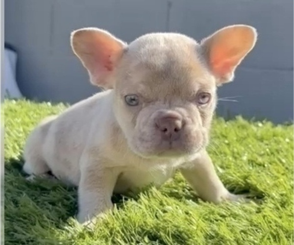 Medium Photo #1 French Bulldog Puppy For Sale in LAS VEGAS, NV, USA