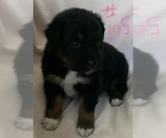 Small #1 Australian Shepherd