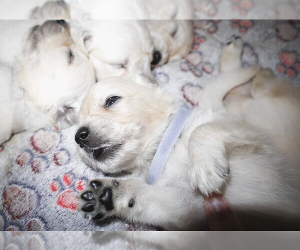 Medium Photo #3 English Cream Golden Retriever Puppy For Sale in LANCASTER, WI, USA