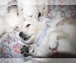 Small #2 English Cream Golden Retriever