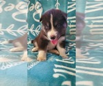 Small Photo #1 Siberian Husky Puppy For Sale in FLUSHING, MI, USA