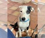 Small #2 American Pit Bull Terrier-Border Collie Mix