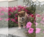 Small #5 Shiba Inu