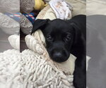 Small #6 Labrador Retriever Mix
