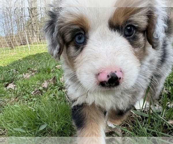 Medium Photo #8 Aussie-Corgi Puppy For Sale in ESPERANCE, NY, USA