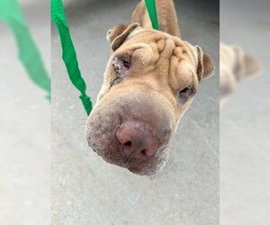 Chinese Shar-Pei Dogs for adoption in Pearland, TX, USA