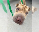 Small Chinese Shar-Pei