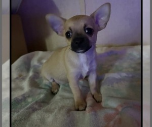 Chihuahua Puppy for sale in CASTLE HAYNE, NC, USA