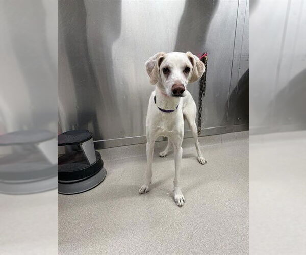 Medium Photo #1 Siberian Husky-Unknown Mix Puppy For Sale in Fairbanks, AK, USA