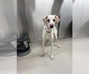 Siberian Husky-Unknown Mix Dogs for adoption in Fairbanks, AK, USA