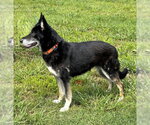 Small #4 German Shepherd Dog