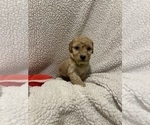 Small #2 Goldendoodle (Miniature)