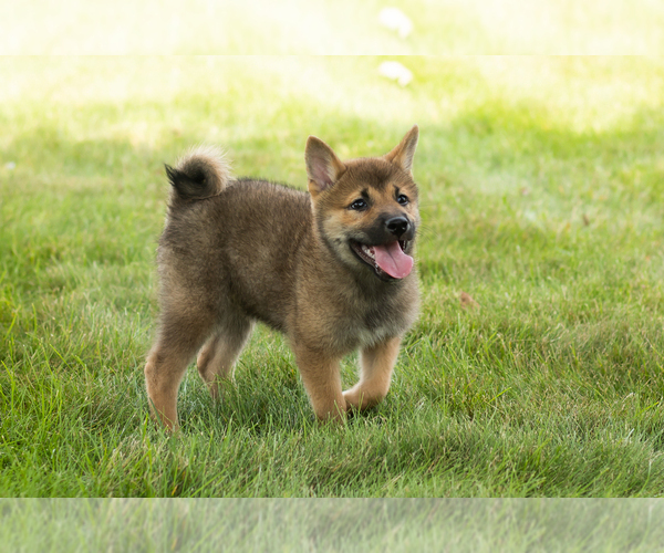 Medium Photo #32 Shiba Inu Puppy For Sale in MILLERSBURG, IN, USA