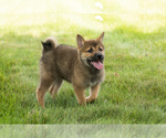 Small #31 Shiba Inu