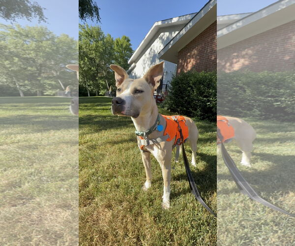 Medium Photo #2 Mutt Puppy For Sale in Shelburne, VT, USA