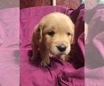 Small Photo #6 Golden Retriever Puppy For Sale in WESTMINSTER, SC, USA