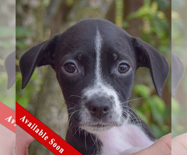 Medium Photo #1 Mutt Puppy For Sale in Huntley, IL, USA