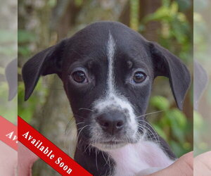 Mutt Dogs for adoption in Huntley, IL, USA