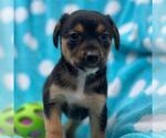 Small #1 Labrador Retriever Mix